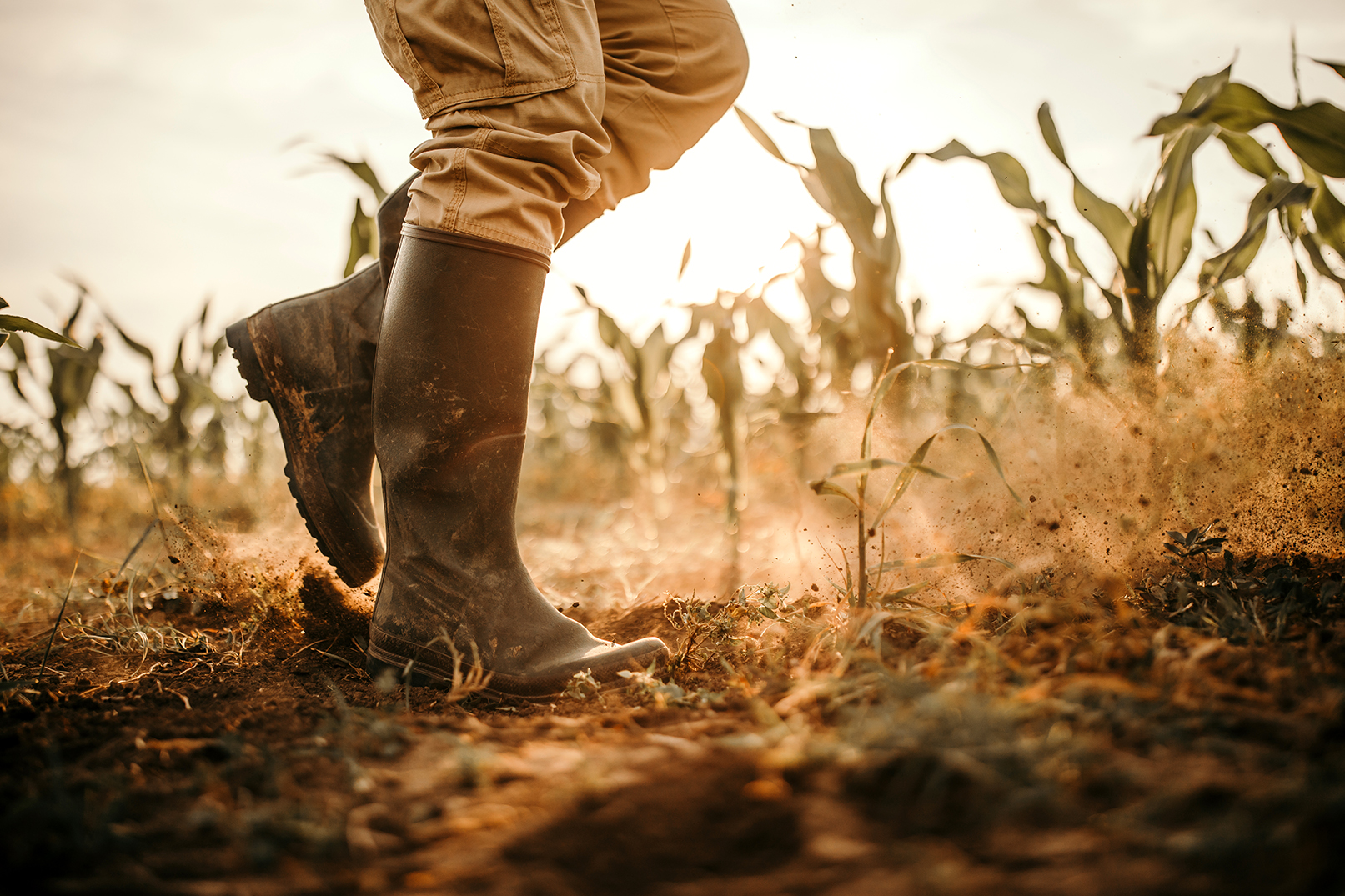 Farmers boots