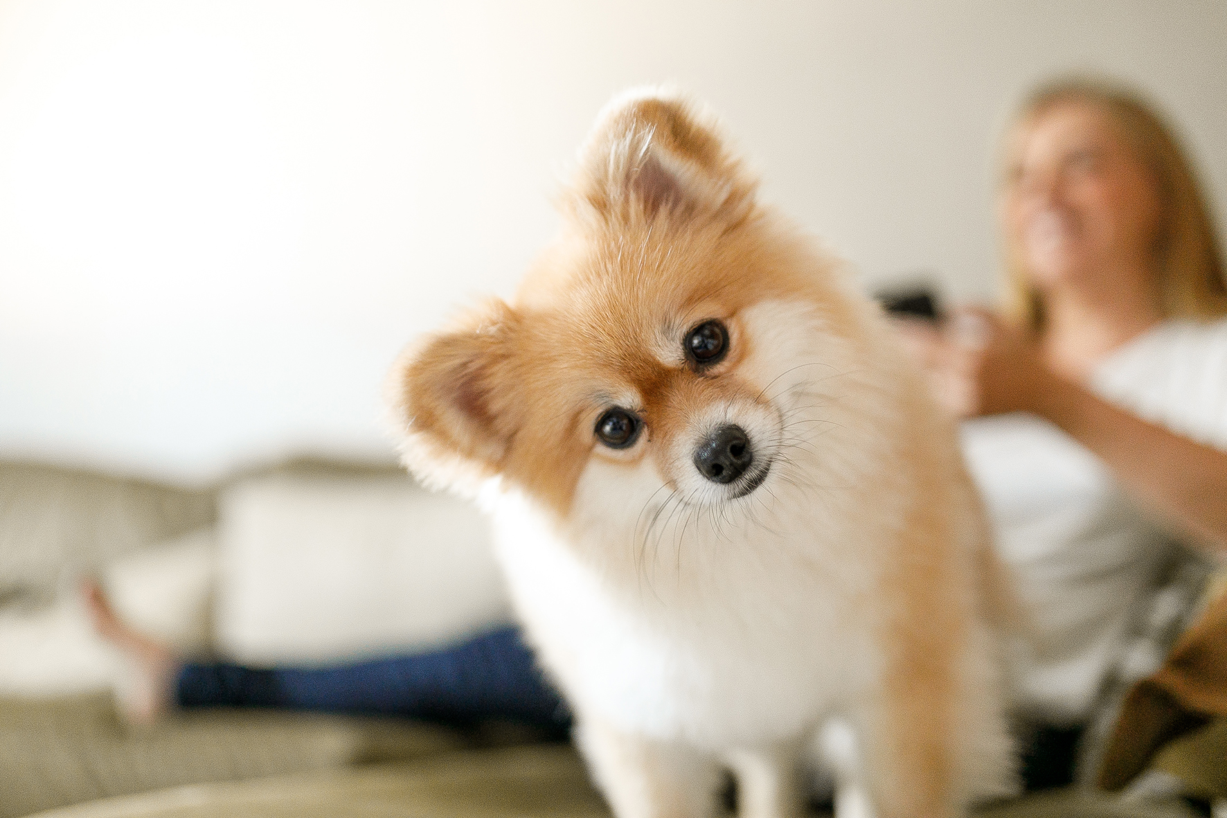 Woman using smart phone with her dog on sofa.