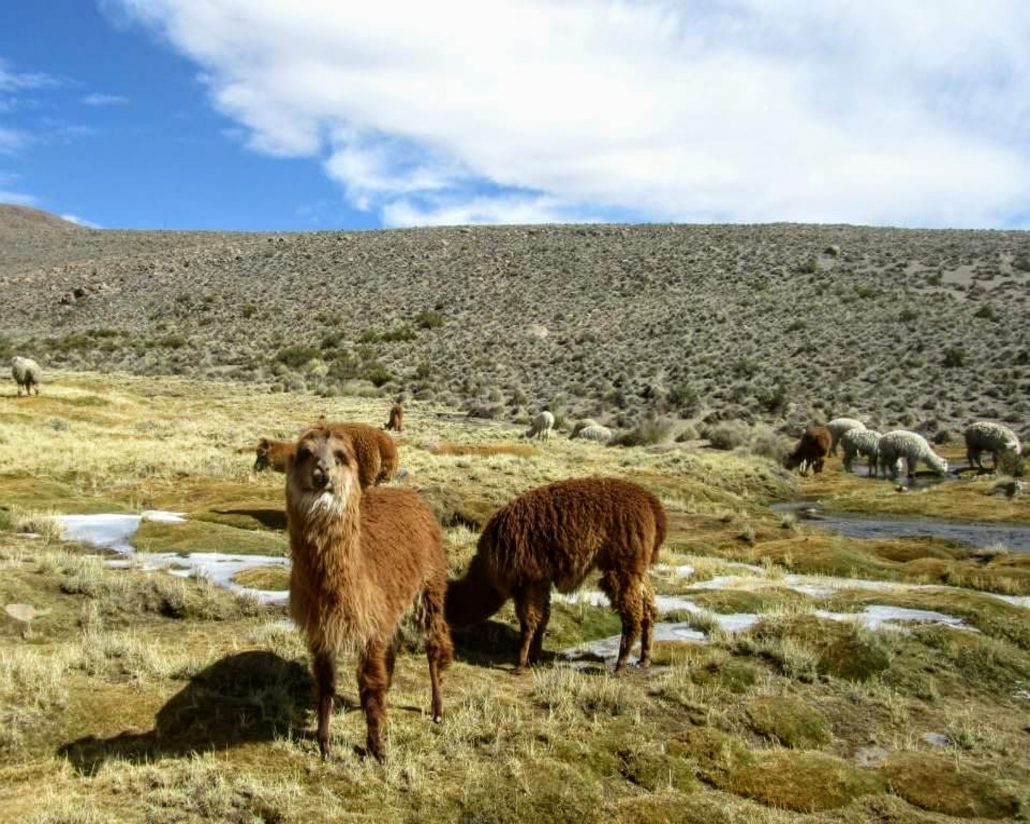 Alpaca is a species of mammal in the Camelidae family. Evolutionarily it is related to the vicuña,