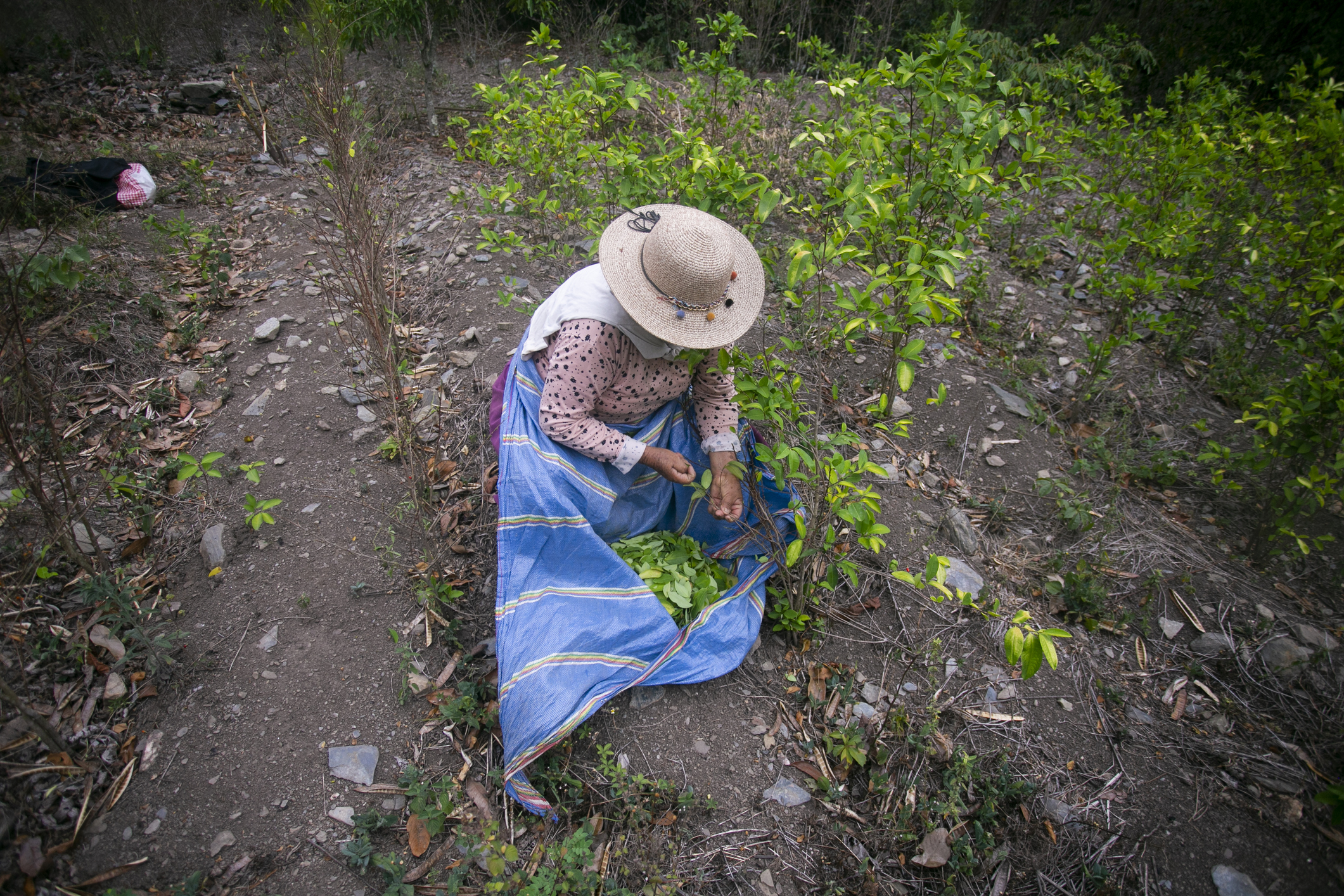 Organic plantation of coca plants in the Peruvian jungle. Farmer collecting coca leaves.